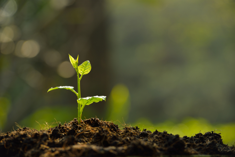 plant sprouting in a patch of soil background blurred